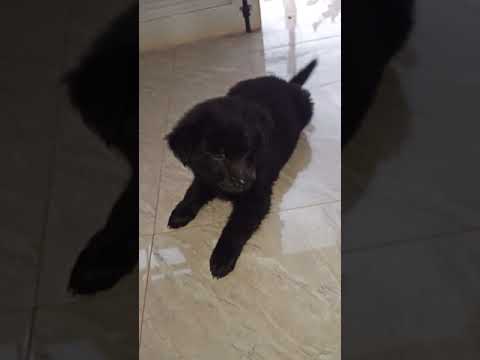 Black Slack Dog Vlog I Name: Black Slack #shorts