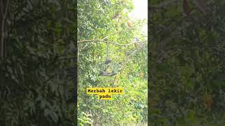 Download lagu Suara merbah lekir padu #shortvideo #merbah # merbahlekir mp3