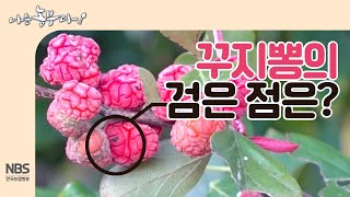 [나는농부다 221회] 꾸지뽕에 검은 점이 있어요, 꾸지뽕 검은 점은?