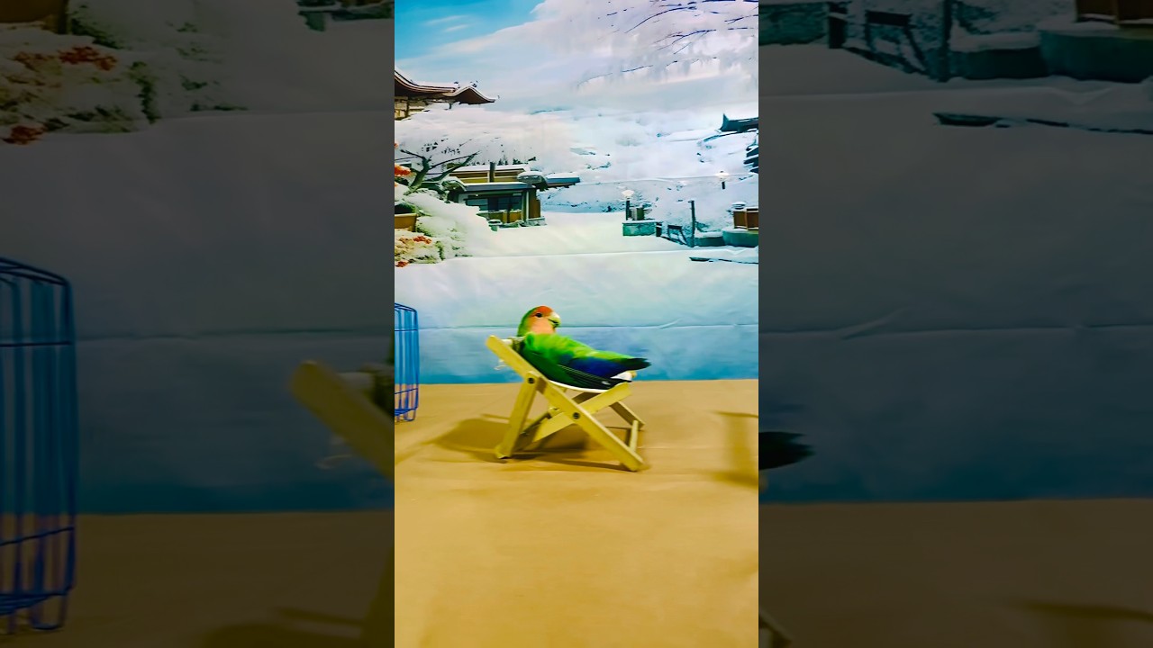 Bird Training:smart lovebird parrot l smart little cute parrot  #training#smartparrot#cute