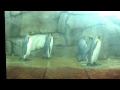 Detroit Zoo Penguins Pt 8