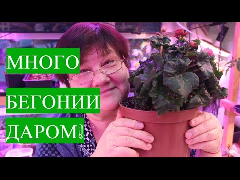 Черенкование. Хотите много бегонии, тогда посмотрите этот ролик!