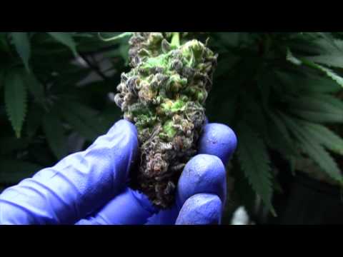 download lagu mp3 mp4 Blue Kush, download mp3 Blue Kush free download, download mp3 Blue Kush