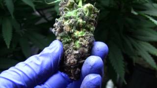 My First Grow! - Dinafem Blue Kush - Harvest! 2.65 Pounds From Single Plant!! Part 1