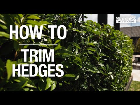 How To Trim Hedges - Bunnings Warehouse