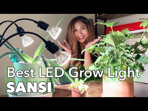 , title : 'Set Up LED Grow Light SANSI for Carnivorous Venus Flytraps & Indoor Plants'
