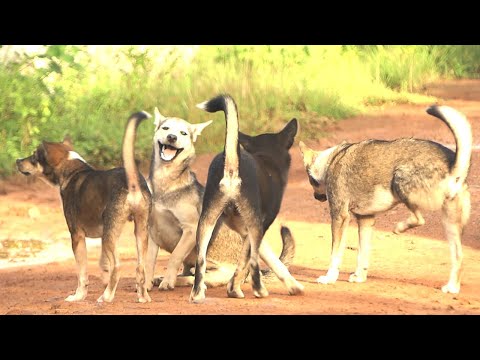 Wolf and his brothers and sister are having a good day || # 2277 Nature Show