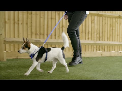 How to Stop Your Dog Pulling on the Lead | The Battersea Way