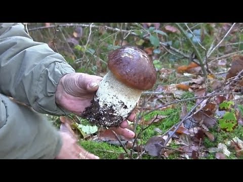 Beim Ekzem dass kann man essen Das Ekzem die Dermatitis Bullosa
