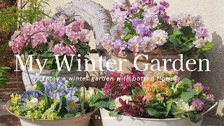 [Gardening in January] Decorate the entrance gorgeously with cold-resistant flowers [T's Garden]