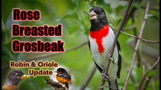 Download lagu Finding a Rose - Breasted Grosbeak in the Woods mp3 Download lagu Finding a Rose - Breasted Grosbeak in the Woods mp3