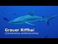 Grauer Riffhai - Palau