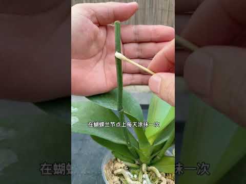 蝴蝶蘭種植