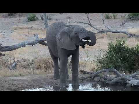 Djuma: Two Elephants join the Impalas for a  drink at the pan - 17:12 - 07/23/19