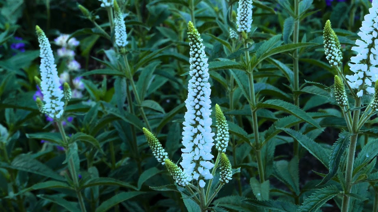 Veronica Longifolia First Lady® - 4K