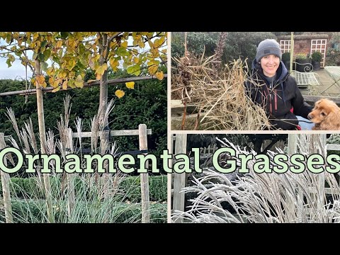 Winter Care Tips for Ornamental Grasses
