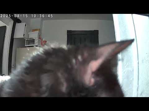 Ms. Walla opening up wide! (Yawn) Tappo Cam.