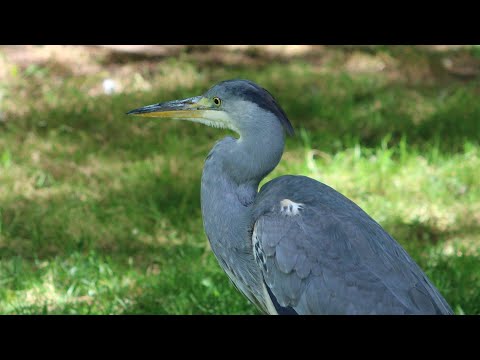 Why Is This grey heron So Patient?