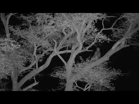Djuma: Baboons preparing for the night - 18:40 - 10/25/19