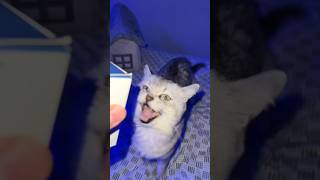 Giving the Barking Cat a PS5!