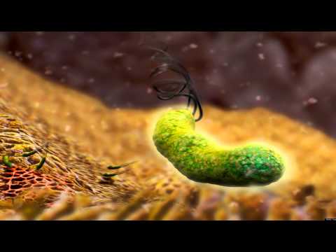 Helicobacter Pylori - Microbiologia
