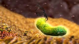 Helicobacter Pylori - Microbiologia