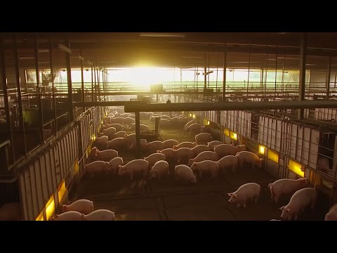 72.9 Million Pigs Are Raised By American Farmers Use This Method: A Deep Dive Into Farming Practices