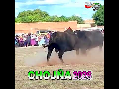 Pelea de Toros de CHOJÑA 2026 "Leonidas-Esnayder".#shortsviral  #almaproduccionesbolivia