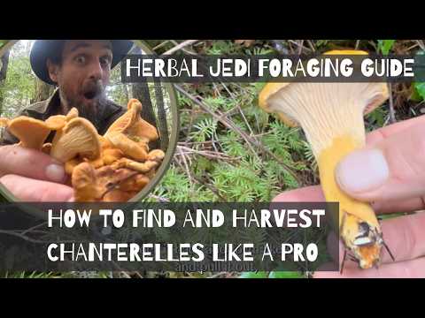 How to Find and Harvest Chanterelles Like a Pro 🍄 | Herbal Jedi Foraging Guide