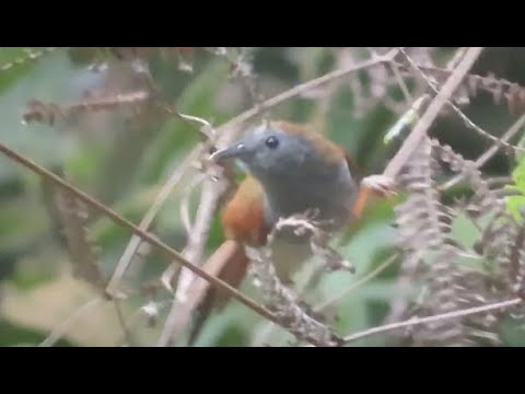 Timália modrooká (Cyanoderma erythropterum) — spev a hlas v prírode