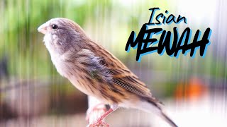 Download lagu MATERI LOMBA ISIAN MEWAH ! MASTERAN KENARI ISIAN BLACKTHROAT GACOR DURASI PANJANG CENKOK MUEWAH mp3 Download lagu MATERI LOMBA ISIAN MEWAH ! MASTERAN KENARI ISIAN BLACKTHROAT GACOR DURASI PANJANG CENKOK MUEWAH mp3