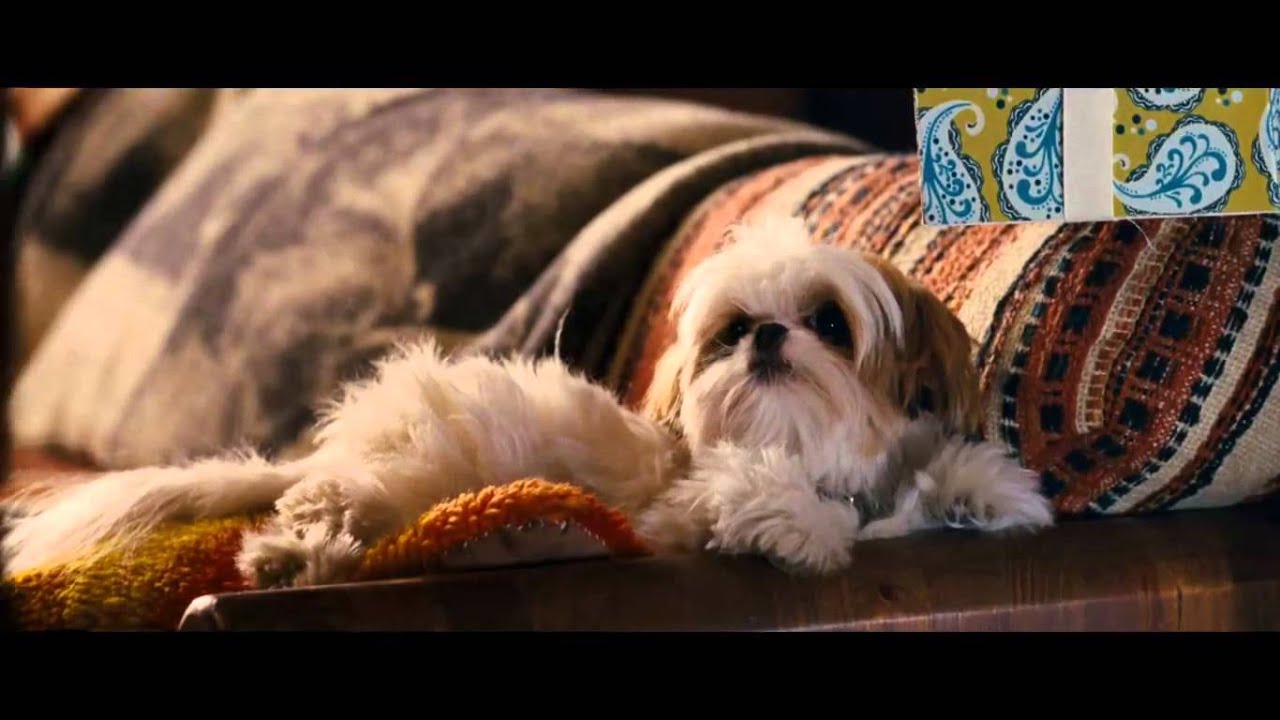 trailer Oficial