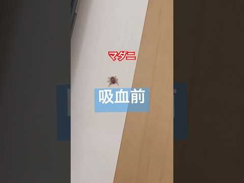 屋内のダニの巣を見つける場所 防虫剤 見つけ方