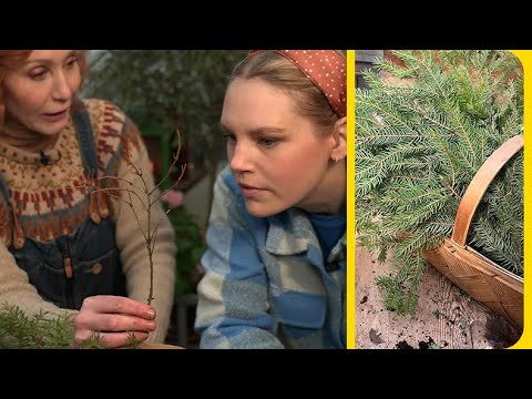 Så återanvänder du din julgran i odlandet | Nyhetsmorgon | TV4 & TV4 Play