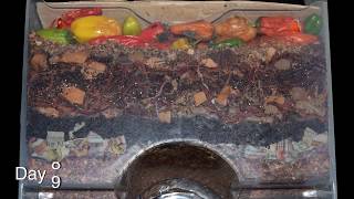 "Around the Worm Bin in 80 Days" FAST time-lapse - Vermicomposting with Red Wigglers & Layered Food