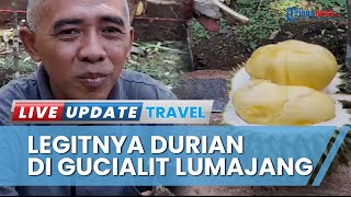 Sensasi Mencicipi Legitnya Durian di Gucialit Lumajang, Bisa Panen Ratusan Buah Setiap Harinya