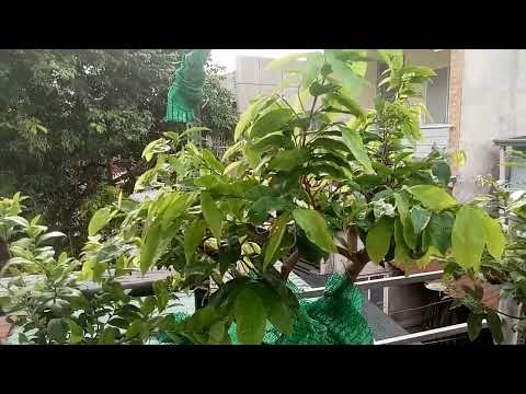 Chăm sóc mai vàng cuối tháng 3, phun phân gì để nhanh mập tượt, Ngày 26 tháng 03 năm 2022