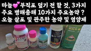 마늘 