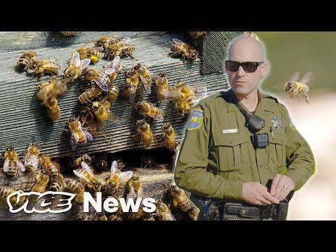 Watch A Bee-Theft Detective Bust A Hive Heist Video