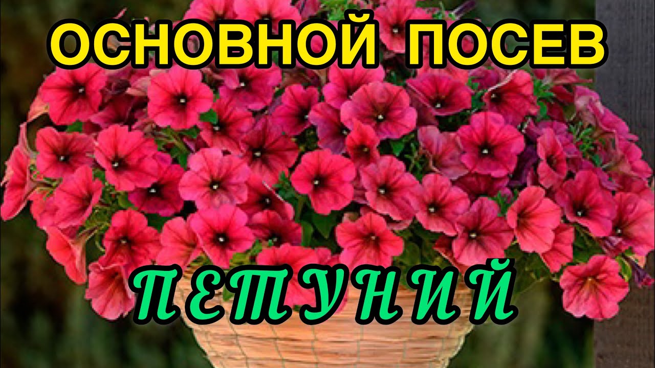 Как посеять самые красивые петунии