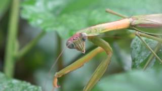Quick Flips - Praying Mantis