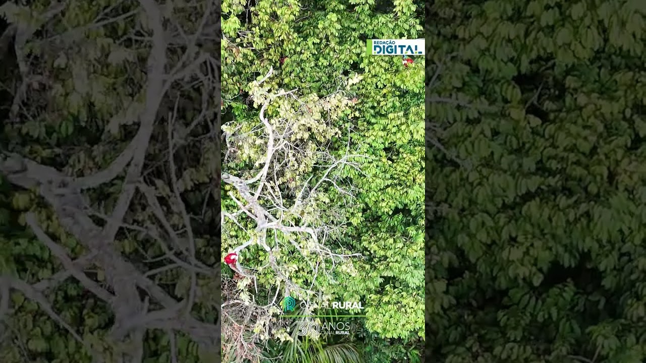 Drone registra voo de araras em imagens impressionantes