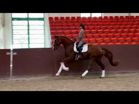 Maximus, Maracaná x Fürst Nymphenburg, *2019