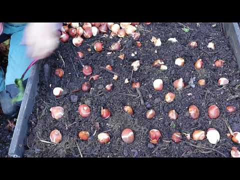 Tulpaner i pallkrage