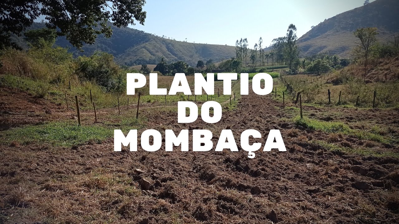 Nosso método de plantio do Mombaça!