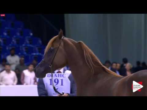 N.191 AJ NAJRAN - Dubai 2016 - Colts 2 years old (Class 10)