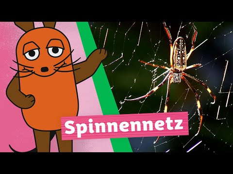 Wie baut die Spinne ihr Netz? | Die Maus | WDR