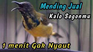 Download lagu SOGON TROTOL NGERIWIK NEMBAK PALING COCOK UNTUK PENGGACOR SEMUA SOGONMU‼️HITUNGAN DETIK IKUT NEMBAK mp3