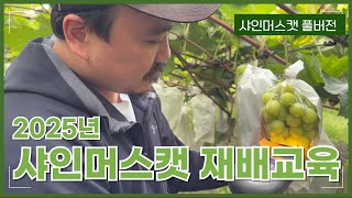 2025년 샤인머스캣 비료 사용 교육 처음부터 끝까지 자세하게 알려드립니다! | 당도, 크기, 비료량, 비료…