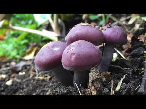 MAGIC MUSHROOMS? ZAUBERPILZE?